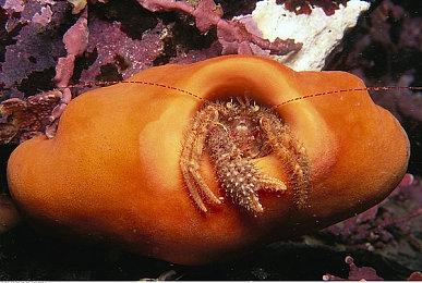 Epic曾探讨过《虚幻》重制版计划并最终驳回提案