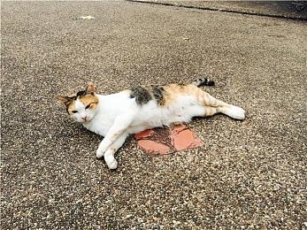 《真三国无双：起源》多名角色介绍 袁绍阴鸷徐晃霸气