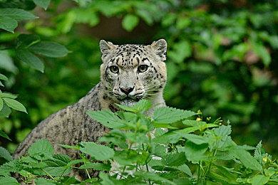 主播Ninja组建新工作室 用UEFN开发大逃杀新作